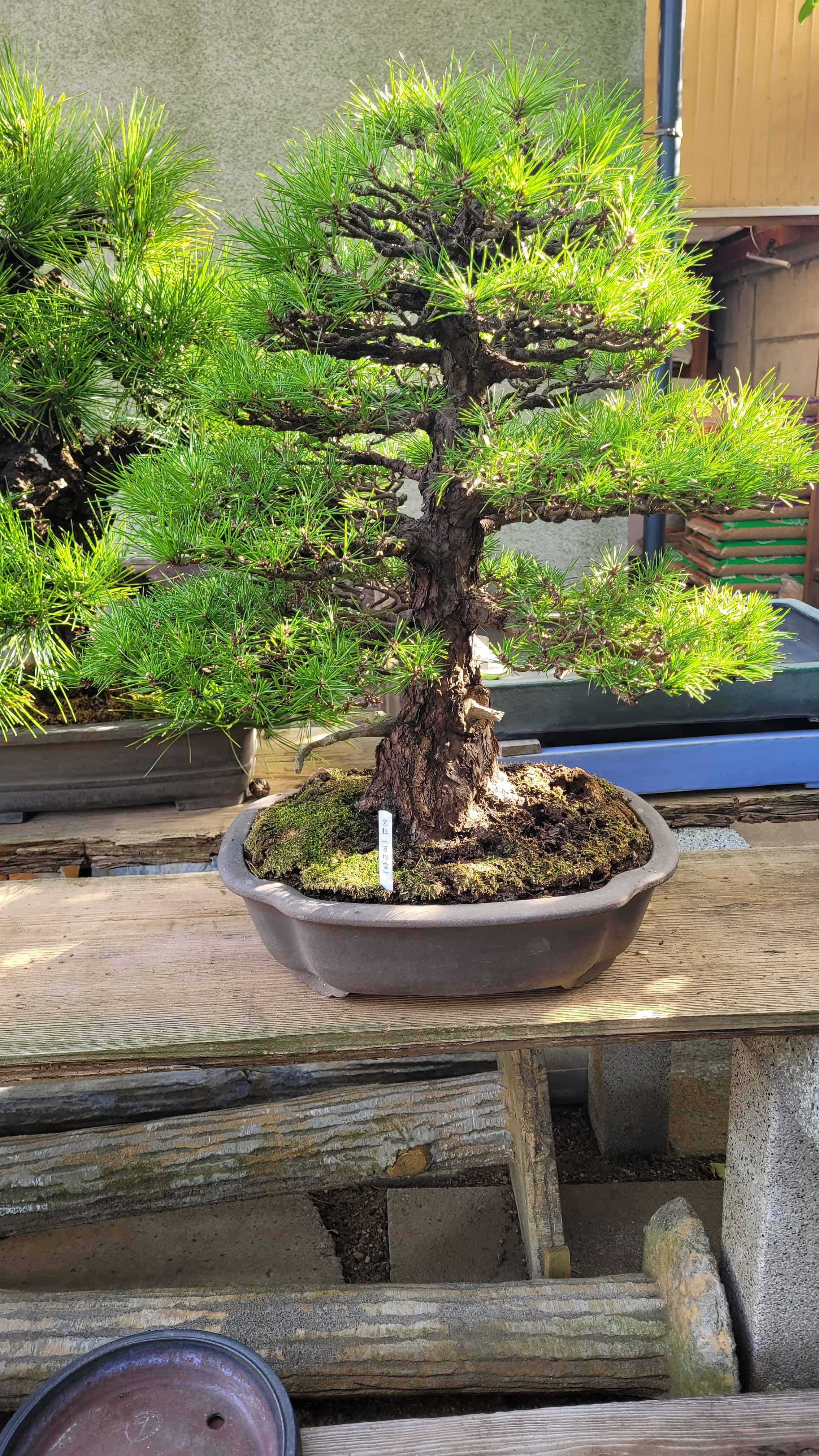 A pine bonsai tree from omiya in Japan